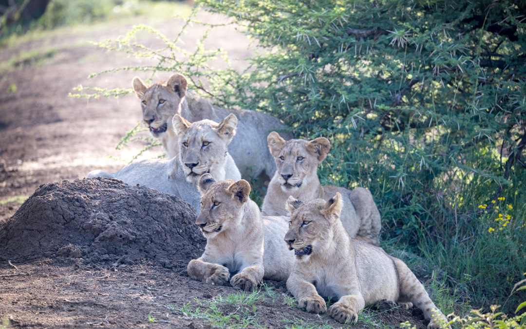 Predators and Prey at Madikwe Game Reserve